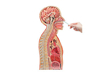 3B Scientific - Human Anatomy (general)