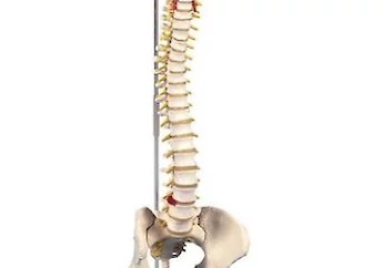Medical Education