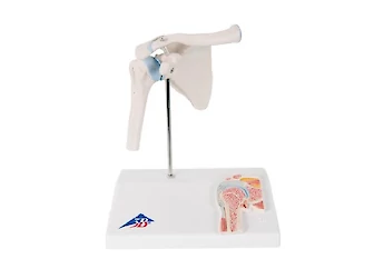 Medical Education