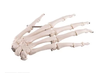 3B Scientific - 人體解剖模型