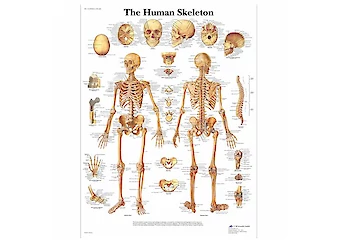 Medical Education
