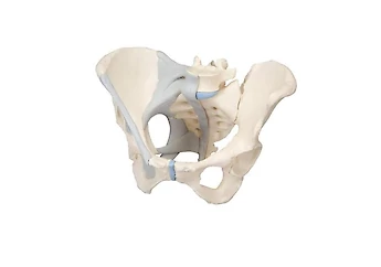Medical Education